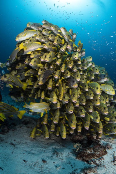 Indonesia - Raja Ampat