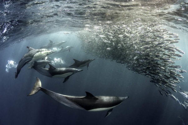 South Africa Mboty valley (Sardine Run)