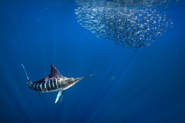 Mexico Baja Magdalena